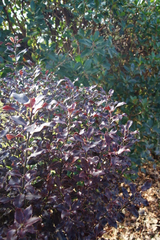 pittosporum tenuifolium purpureum