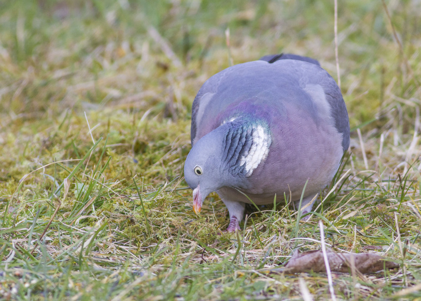 Pigeon ramier  (Columba palumbus - Common Wood Pigeon)