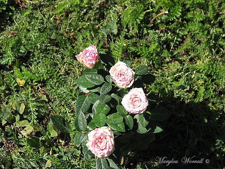 Ingersheim : Il fait toujours bon au jardin