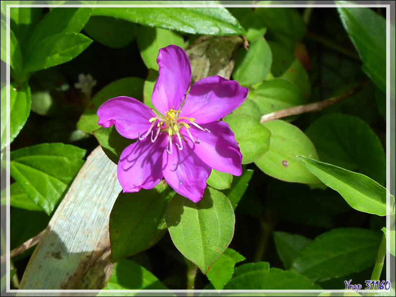 Tibouchine ou Fleur araignée (Tibouchina sp) - Raiatea - Polynésie française