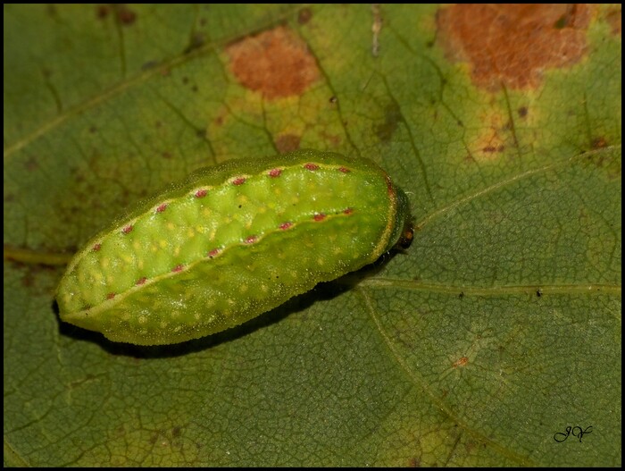 Apoda limacodes.