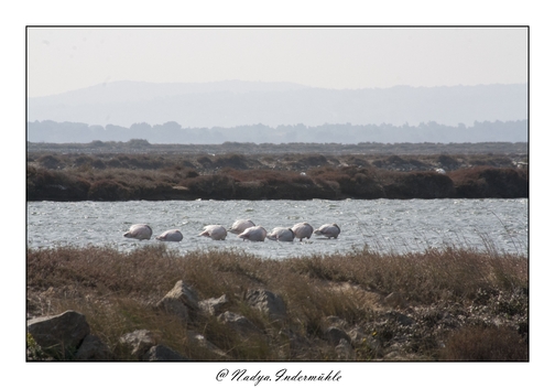 Flamant rose à Gruissan