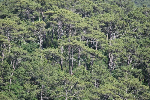 La dune du pylas