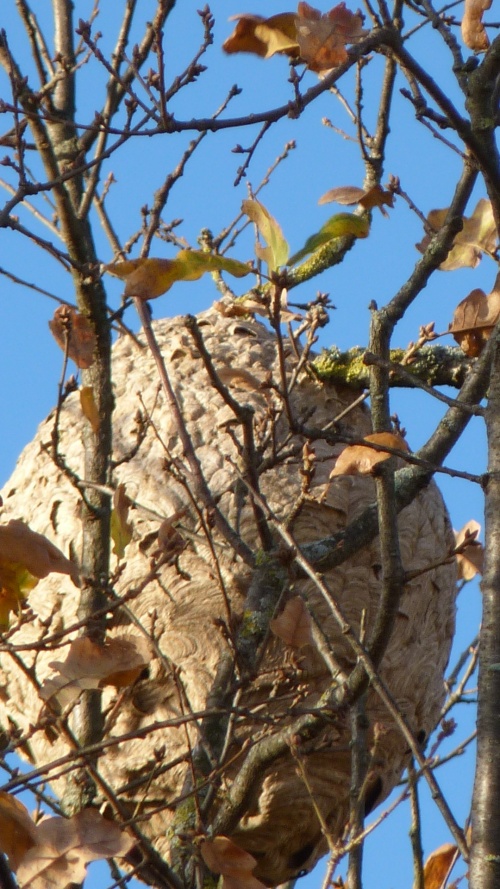 frelon asiatique nid et photos de mr RAZET étaules