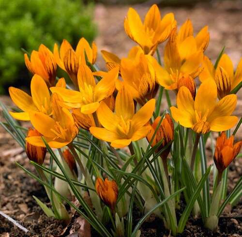 Fleurs cultivées : Crocus