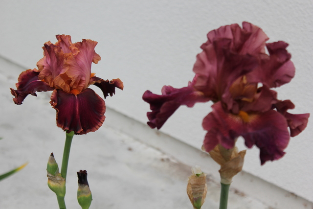 iris 'Impressionist'  et 'Rip city'