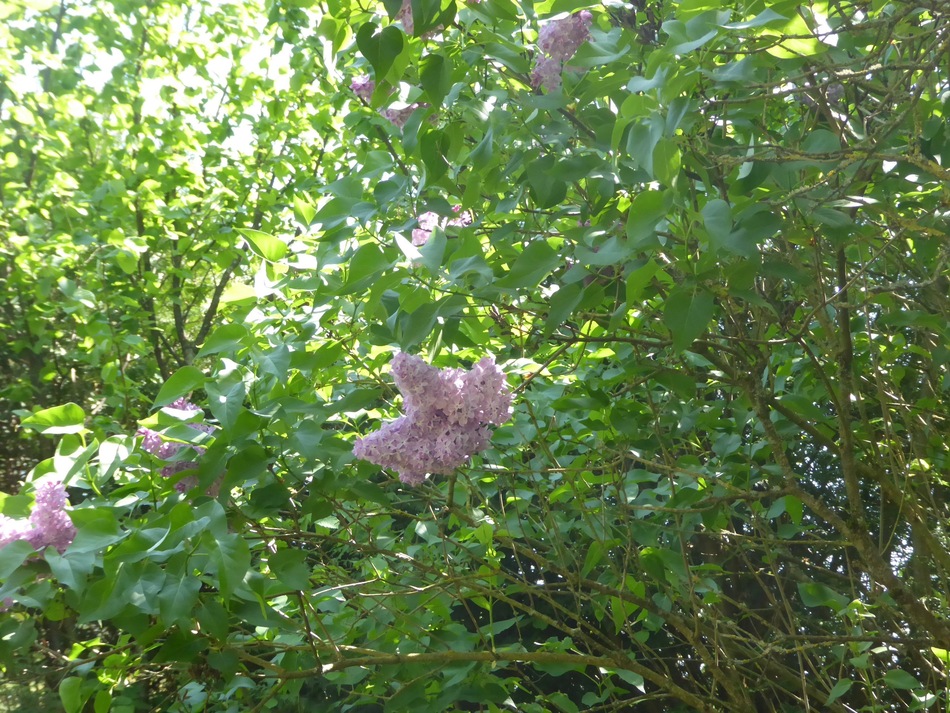 De plus en plus le printemps pour tous et pour Léa!