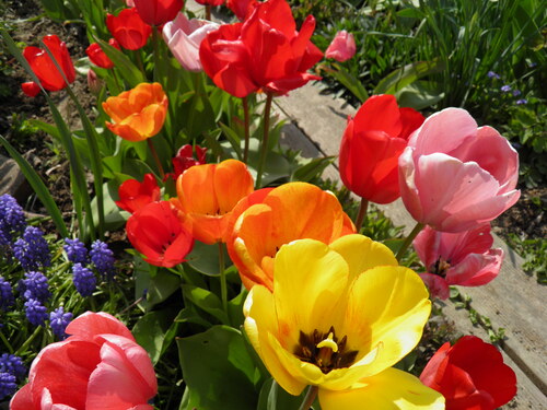 Le temps des tulipes