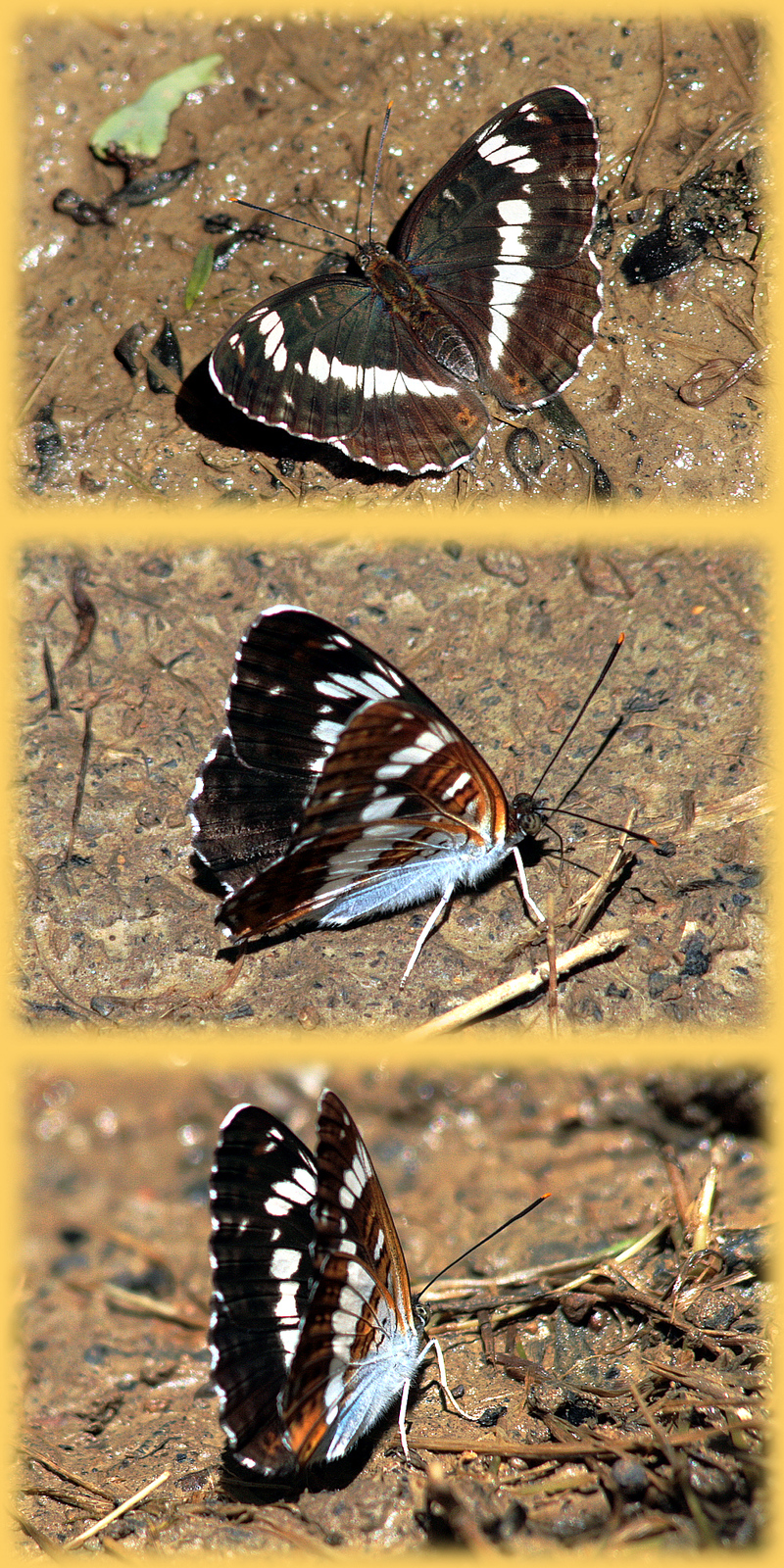 Papillon petit sylvain (Ladoga camilla) - Montespan - 31