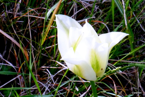 Belles tulipes d'avril