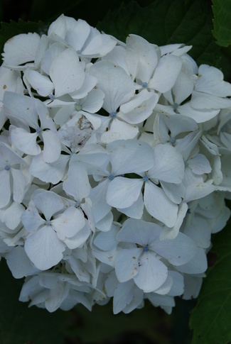 Hydrangea macrophylla blanc : Soeur Thérèse et Mme Emile Mouillère