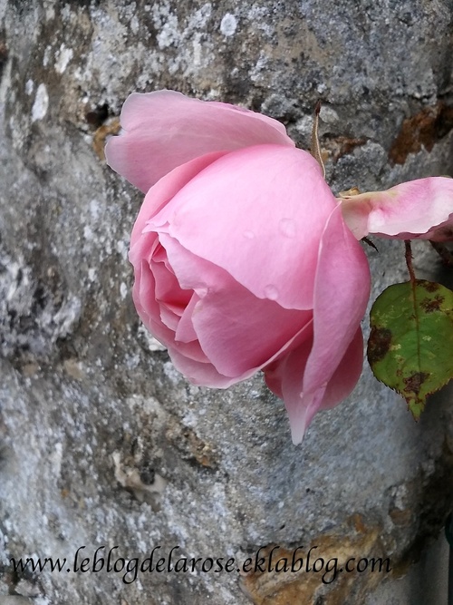 Rose sur fond de pierres/ Rose on stone wall