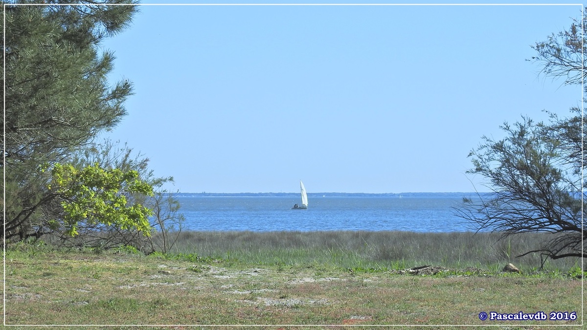 Pointe de Saint Brice et prés salés d'Arès - Mai 2016 - 7/9