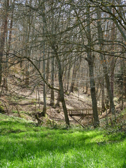 La forêt de Pourcheresse!