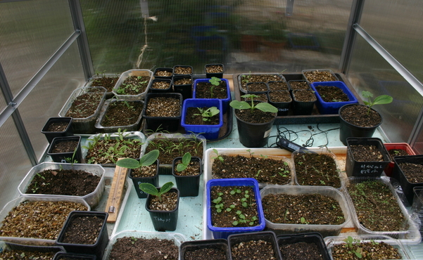 Semis et jeunes plants