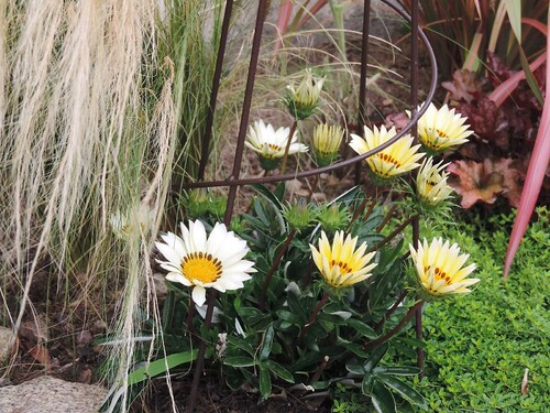 Gazanias