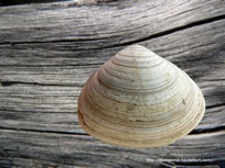 Coquillage