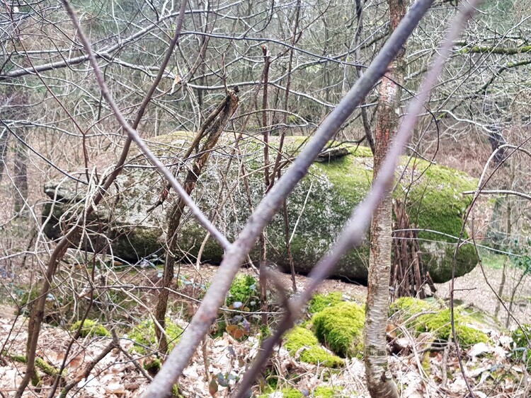 1er bain de forêt du mois de mars 2023 - Loperhet Grand-champ Morbihan Bretagne (suite)