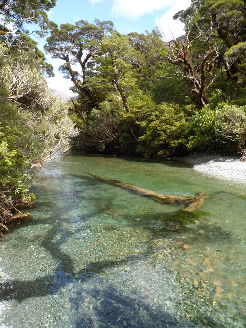 Fin des Catlins et les Fjordlands