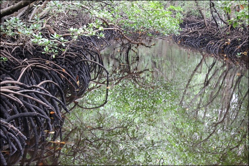 Jozani forêt, Zanzibar. La mangrove. Octobre 2023.