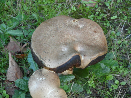 Champignon