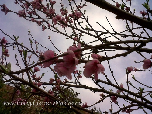 Fleurs de pêcher/Peach tree flowers