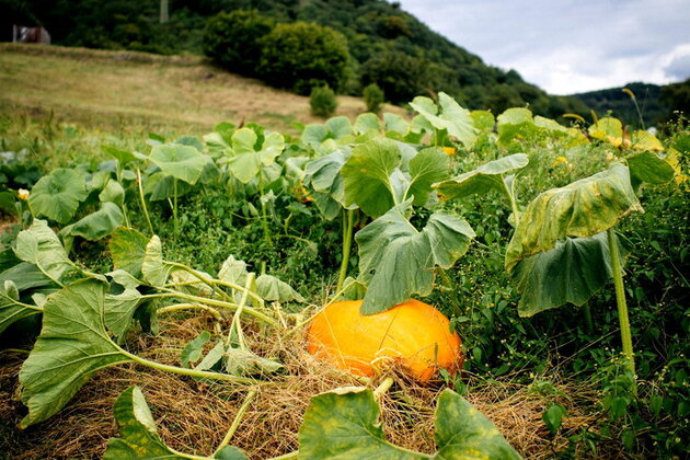 Citrouilles