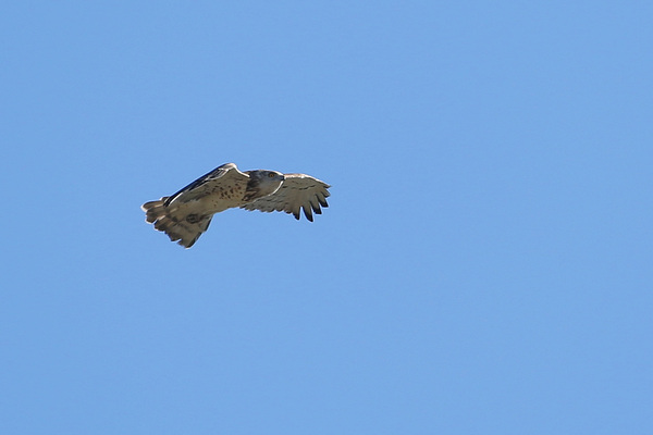 Le rapace qui mangeait des serpents