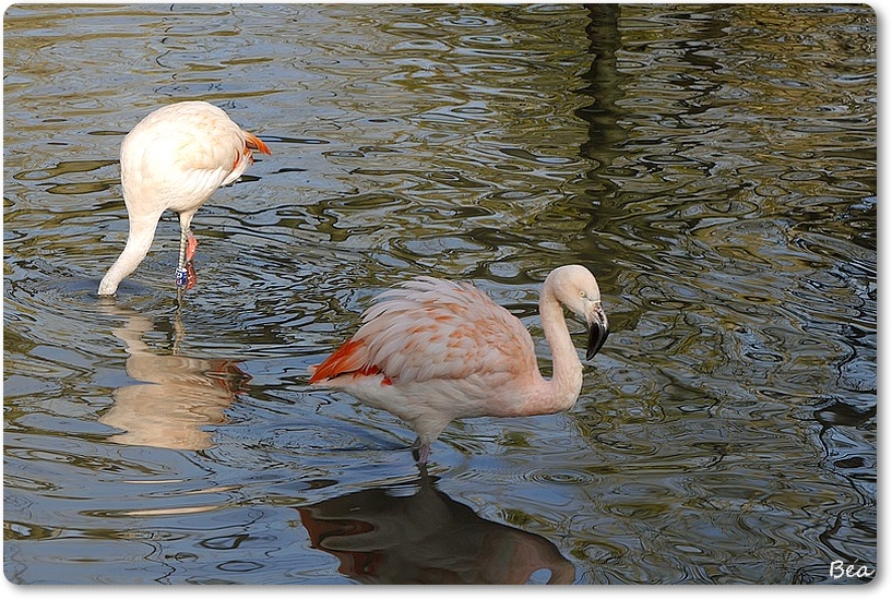 les flamants du Chili 