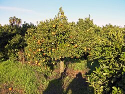 La cueillette des oranges...