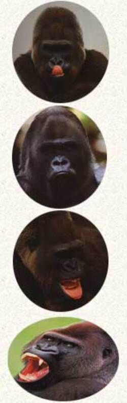 Mammifères:  Gorille