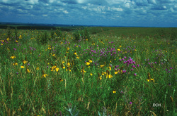 prairie