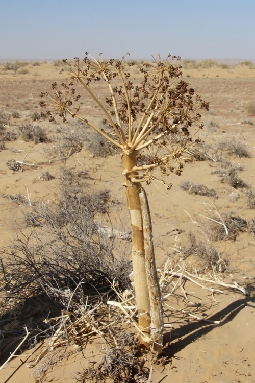 Les plantes du désert Kyzyl koum