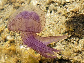 Pelagia_noctiluca_-Sardinia-.jpg