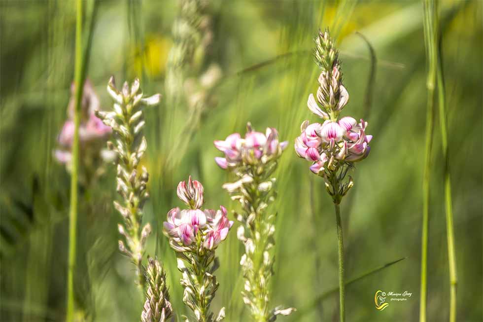 Fleurs de sainfoin