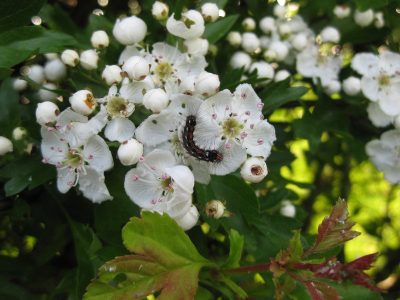 La petite chenille ....