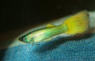 Elevage de guppys