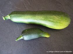 Les récoltes du potager