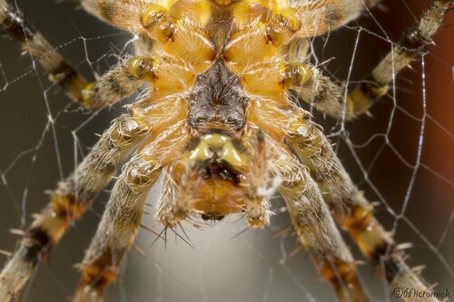 Epeire diadème (Araneus diadematus)