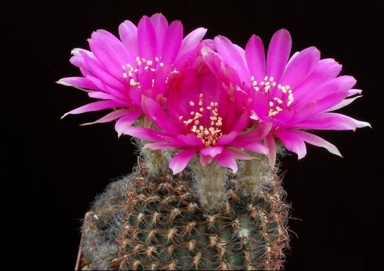 Images du monde : Cactus en fleurs 2