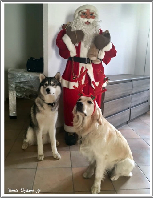 Vos Huskys fêtent Noël (25 décembre 2015)