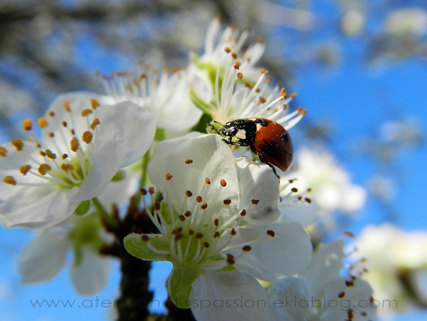 Coccinelle