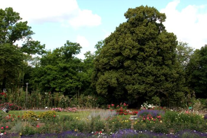 Sangerhausen Rosarium (5/7)