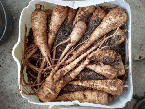 Les légumes racines:nos réserves hivernales!