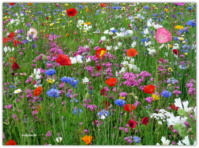 Méli-Mélo de fleurs et d'abeilles .