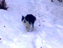 CHIEN DE BERGER DISPARU