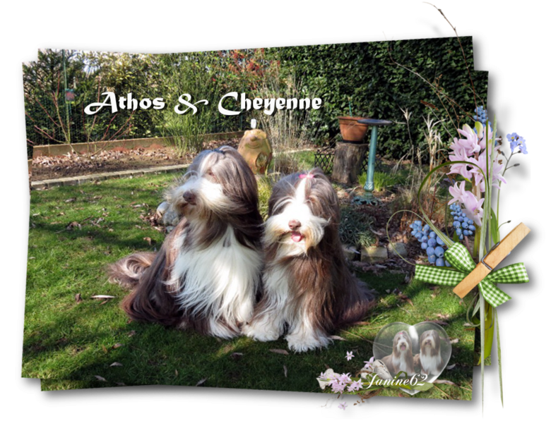 Athos & Cheyenne - Année 2013 - 