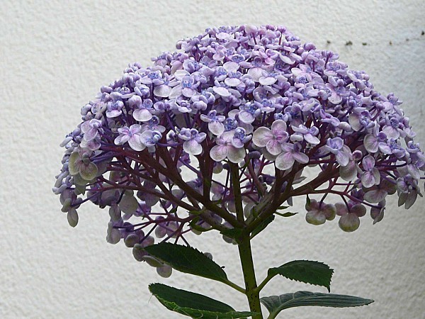 Hortensia-Ayesha-17-11--11-007.jpg