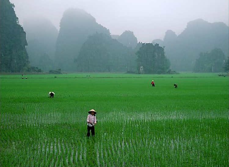 Images du monde : Le Vietnam