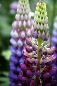Lupin Gallery Blue2
